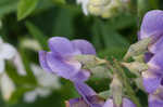 Blue wild indigo